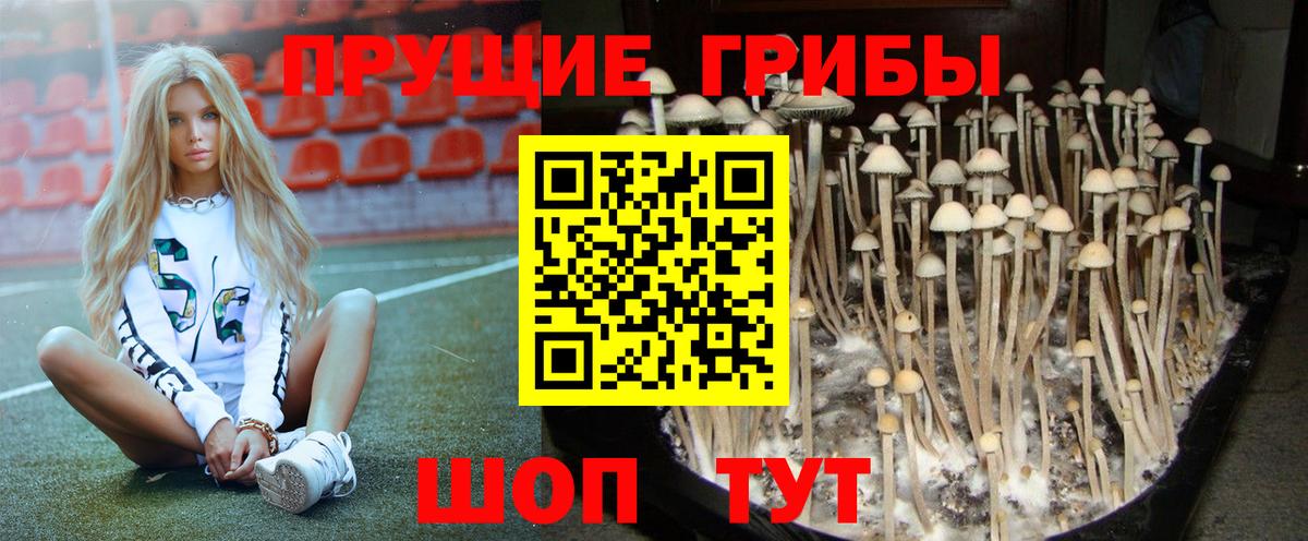 Псилоцибиновые грибы ЛСД  Псилоцибиновые грибы прущие грибы  Вход с VPN  Королёв 